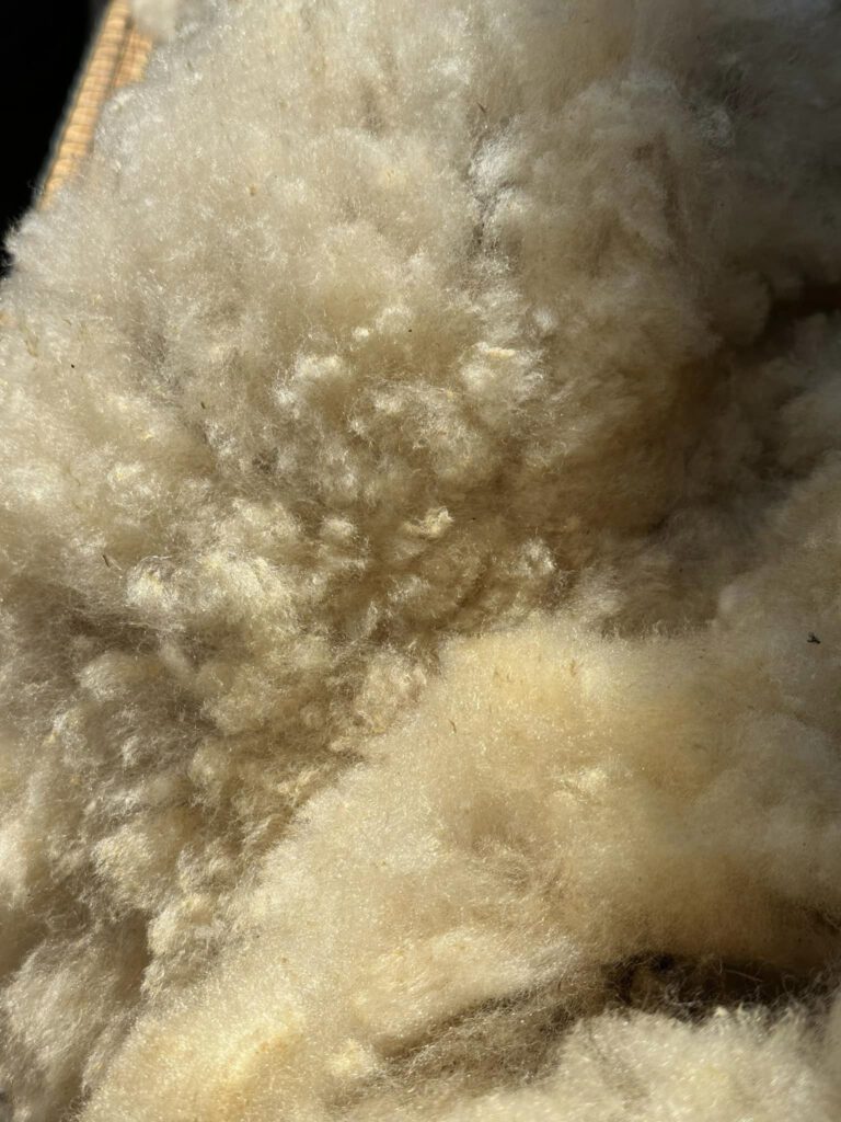Laine de mouton naturelle, douce et pelucheuse, mise en avant par Laines sous les Pommiers pour une production durable.