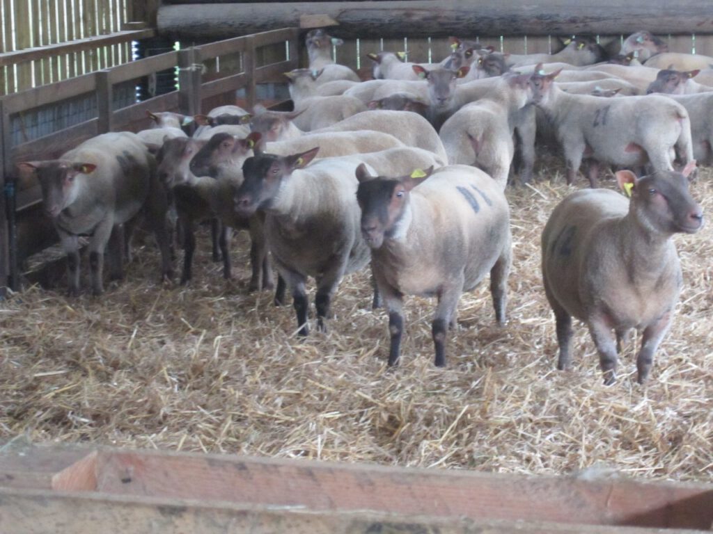 Groupe de moutons dans une bergerie entourés de paille, représentant l'élevage durable de l'entreprise Laines sous les Pommiers.