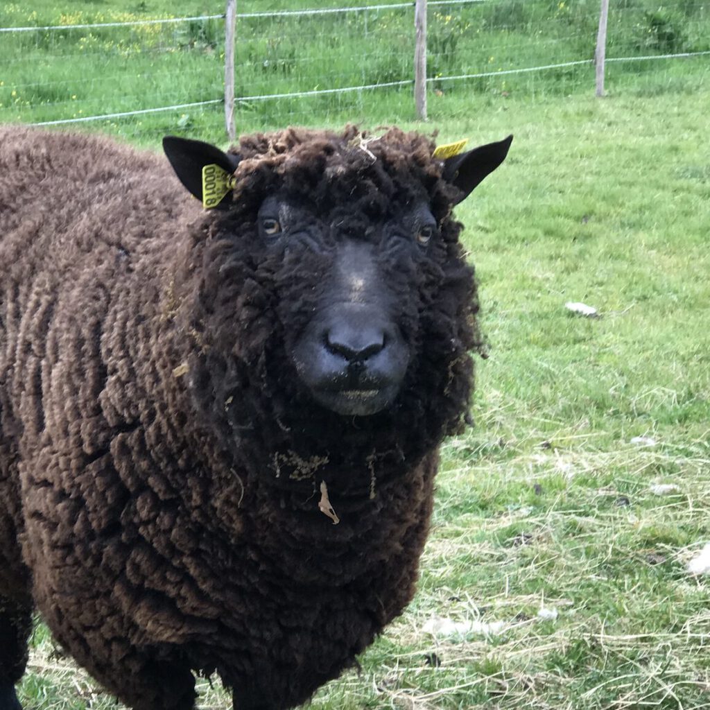 Mouton noir au pelage bouclé, broutant dans un champ verdoyant, symbole de la production durable de laine.