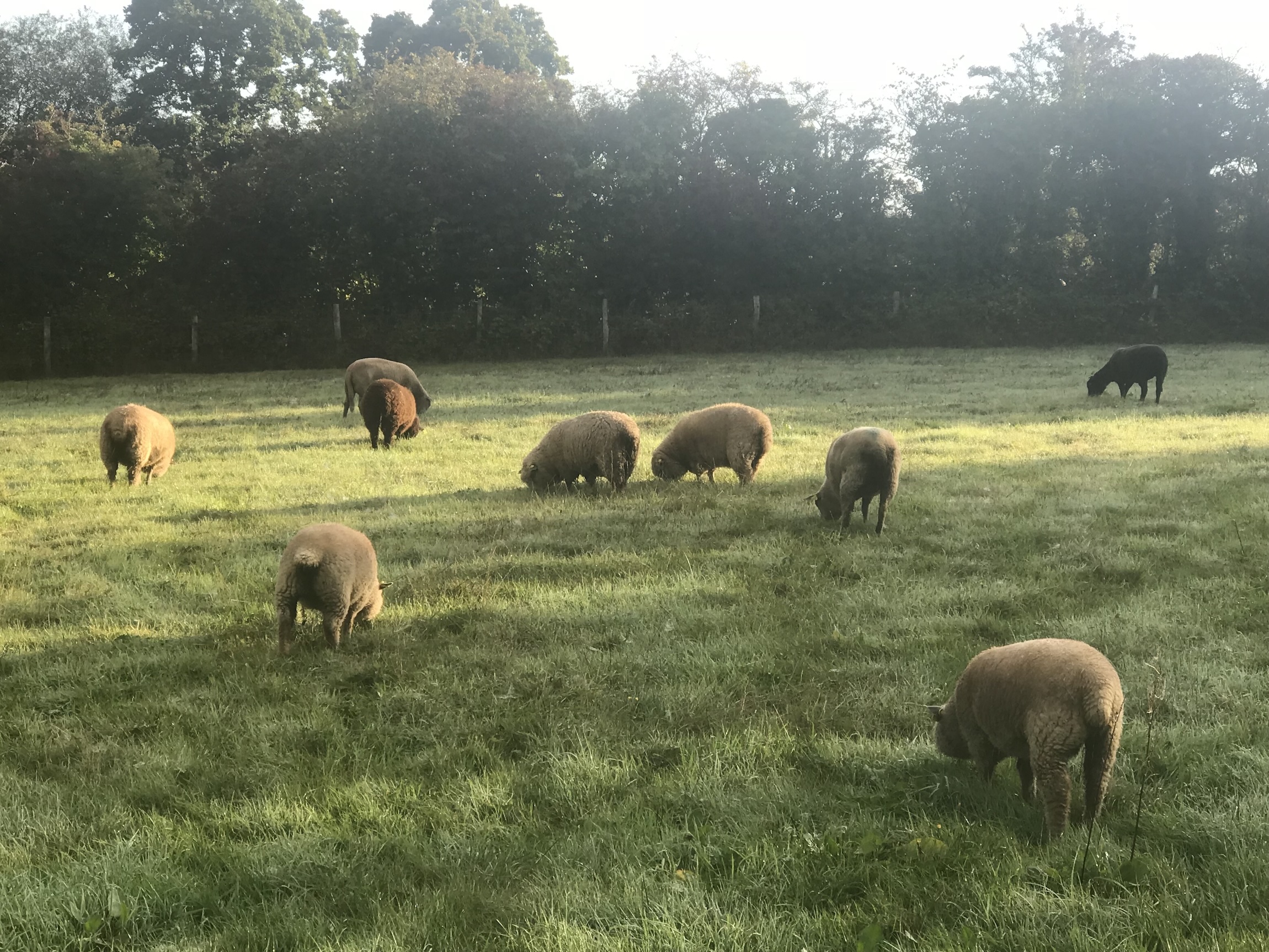 Des moutons broutent dans un champ verdoyant sous un éclairage matinal doux.