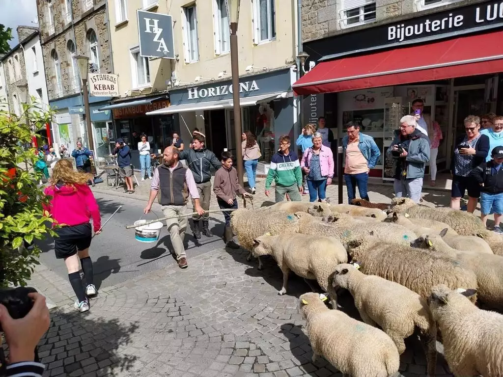 Une journée festive dédiée aux moutons et à la laine à Pontorson !