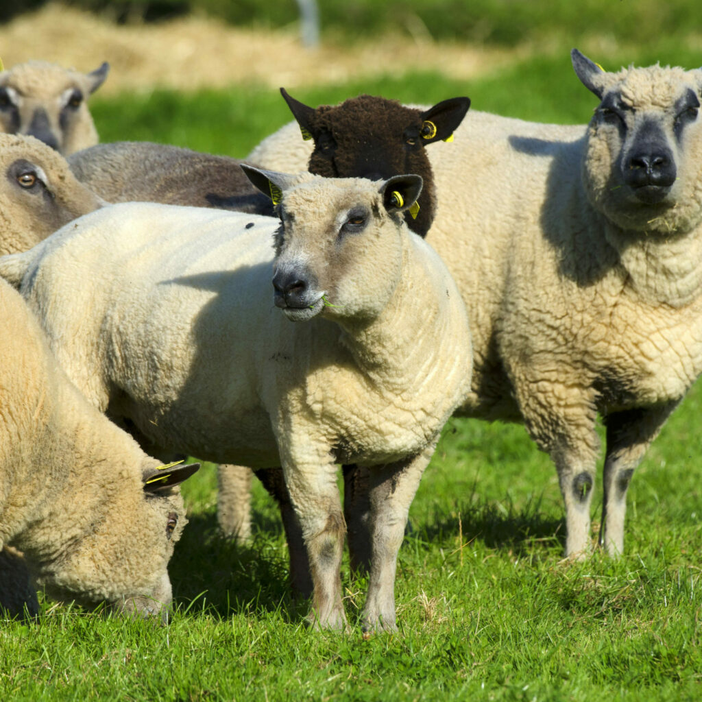 Groupe de moutons paissant dans un champ verdoyant, illustrant la production de laine durable.