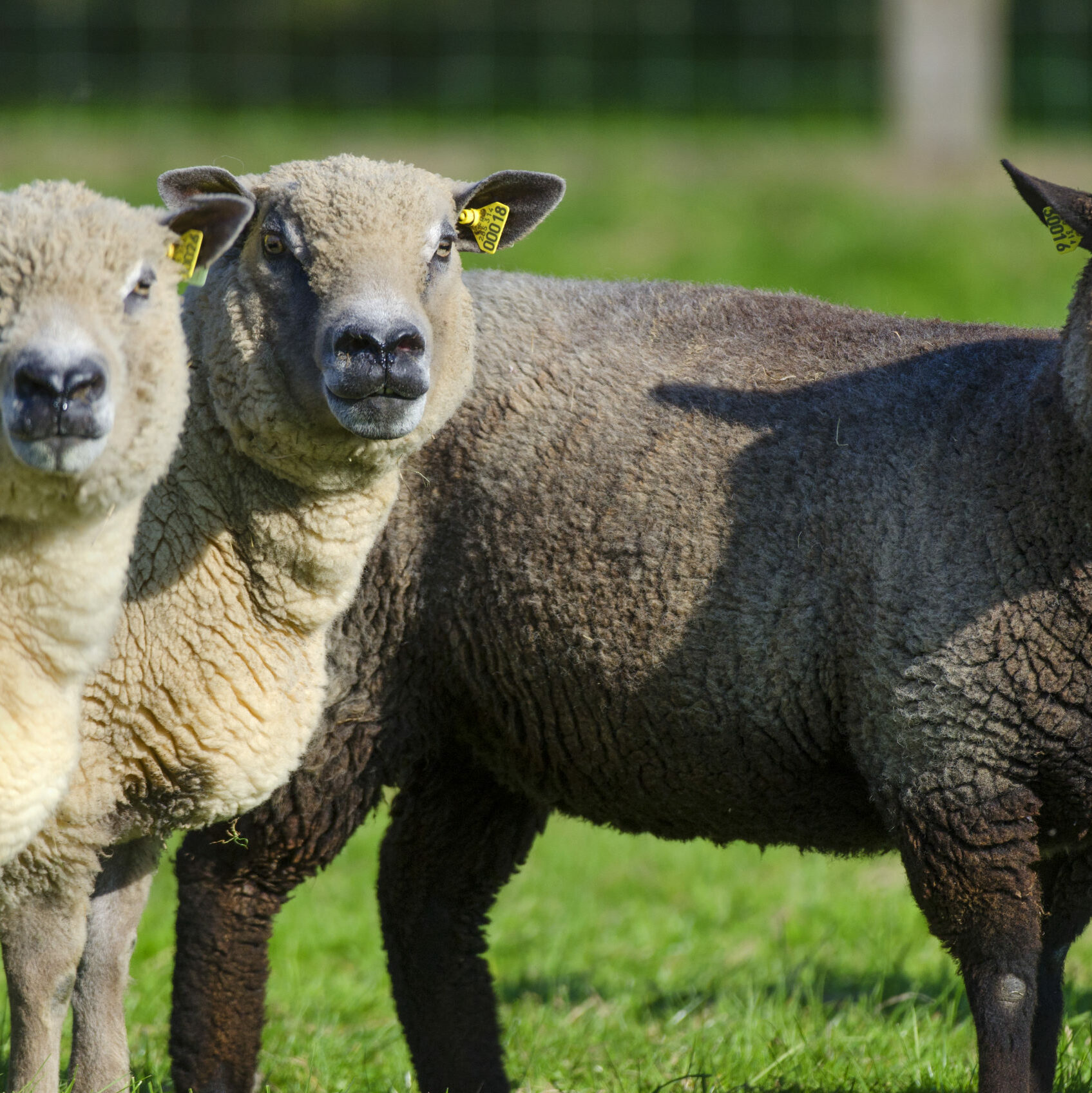 Trois moutons pâturant dans un champ, représentant la production durable de laine.