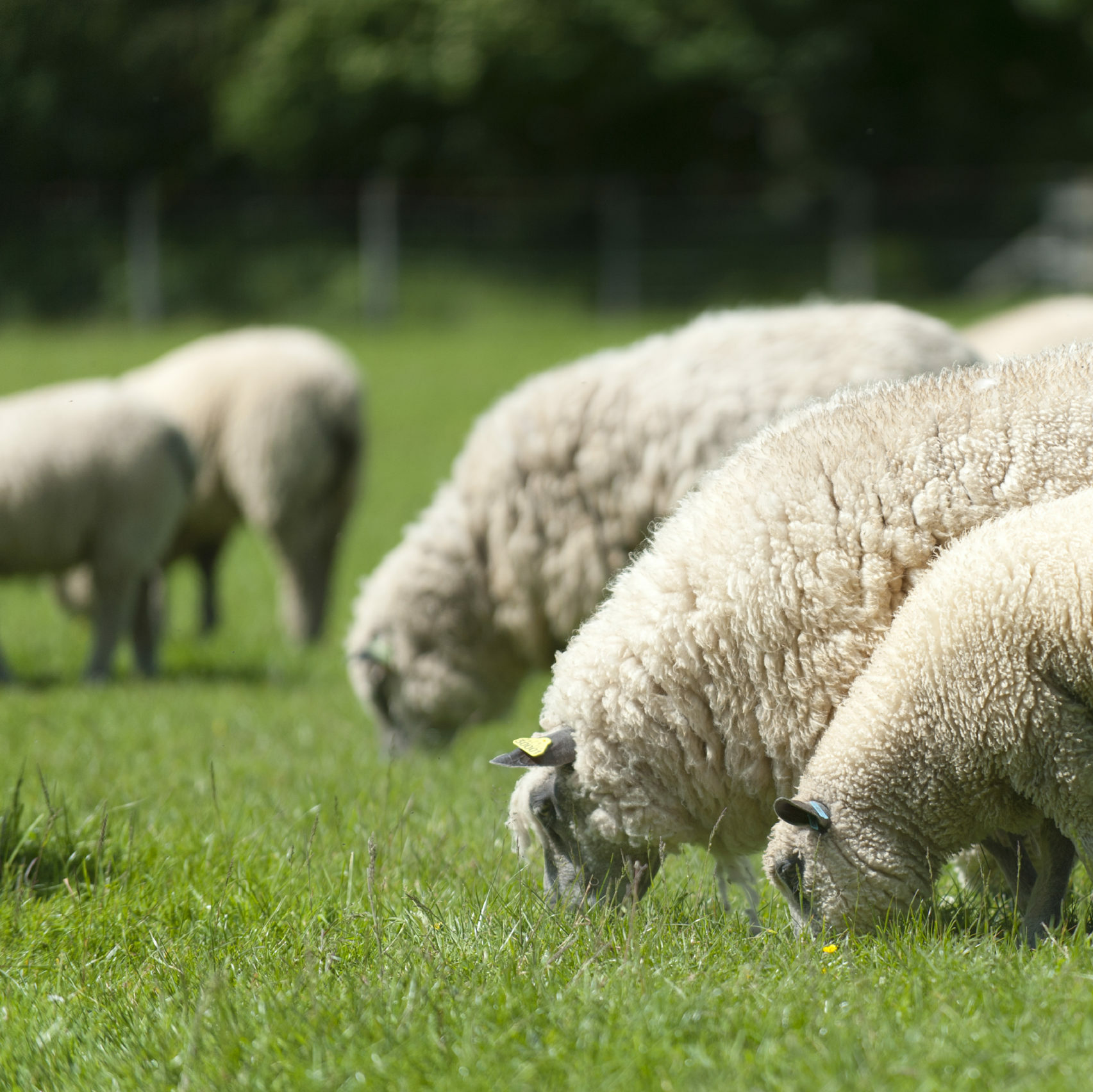 Moutons gris et blancs paissant dans un champ verdoyant, symbole de la durabilité et de l'élevage respectueux de l'environnement.