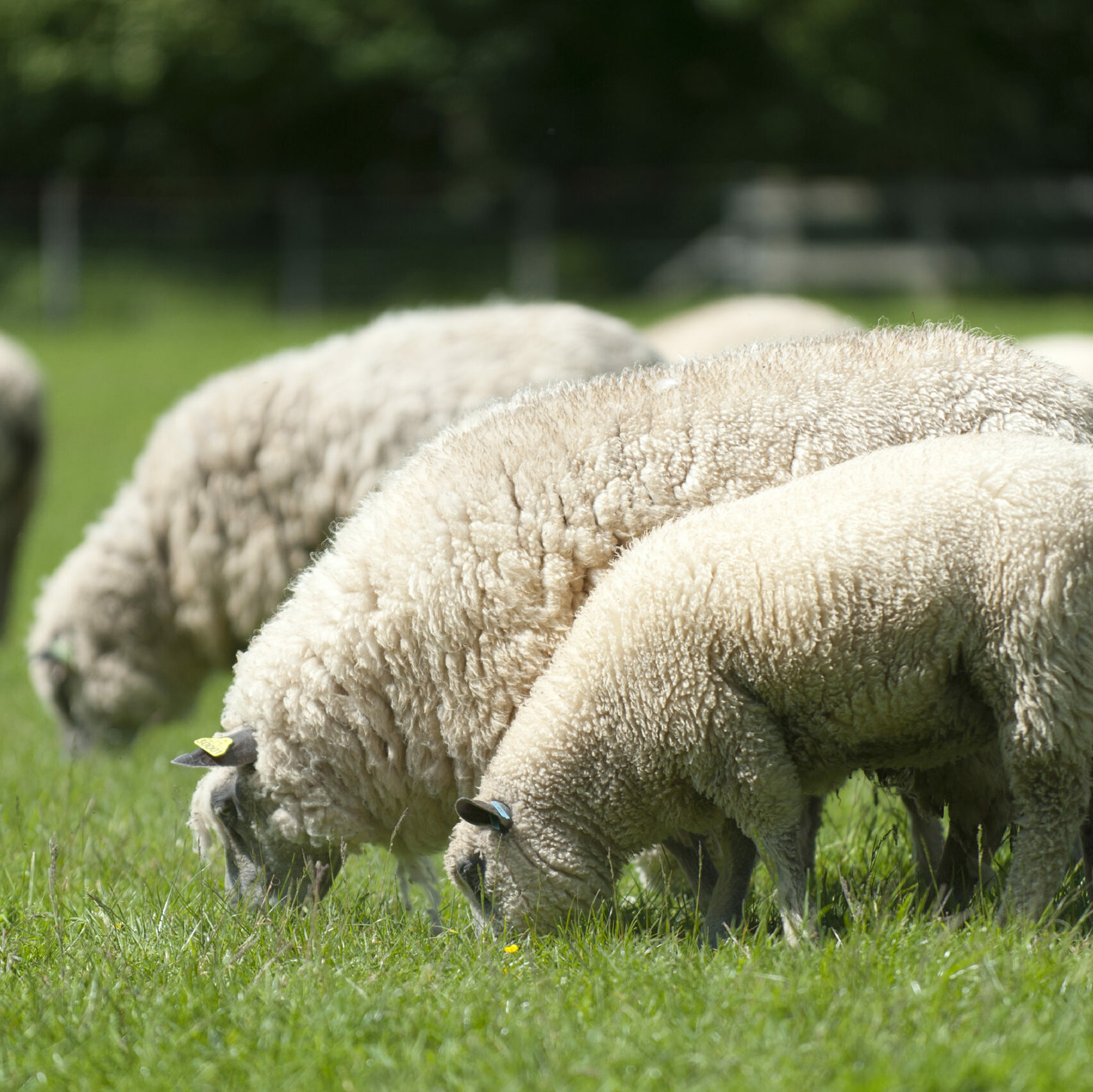 Moutons gris et blancs paissant dans un champ verdoyant, symbole de la durabilité et de l'élevage respectueux de l'environnement.