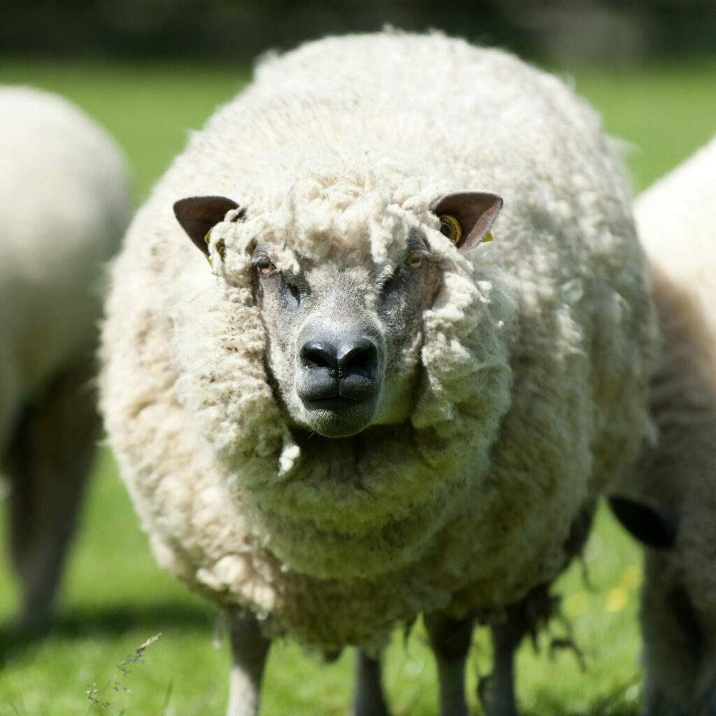 Mouton en pâturage, représentant la production de laine durable chez Laines sous les Pommiers.