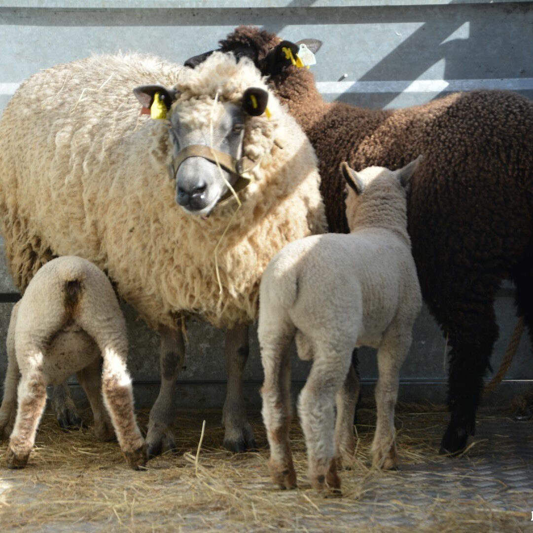 Moutons d'élevage avec leurs agneaux dans un enclos, illustrant la production durable de laine.