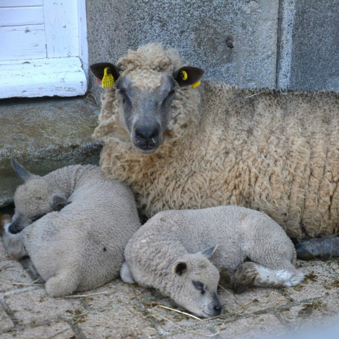 Moutons dormant paisiblement devant une porte, symbolisant la production durable de laine.