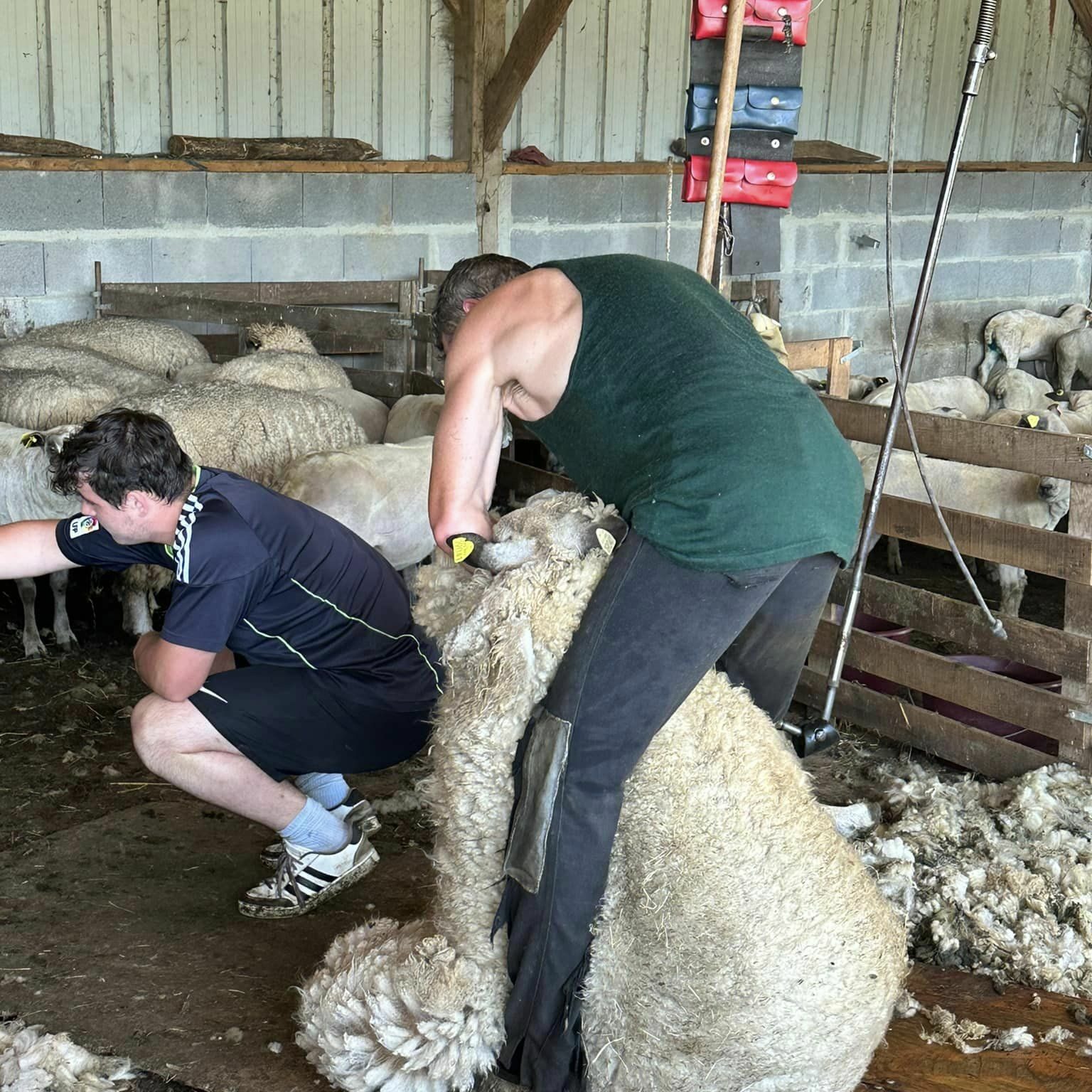 Deux personnes tondent des moutons dans un environnement agricole, mettant en avant la production de laine durable.