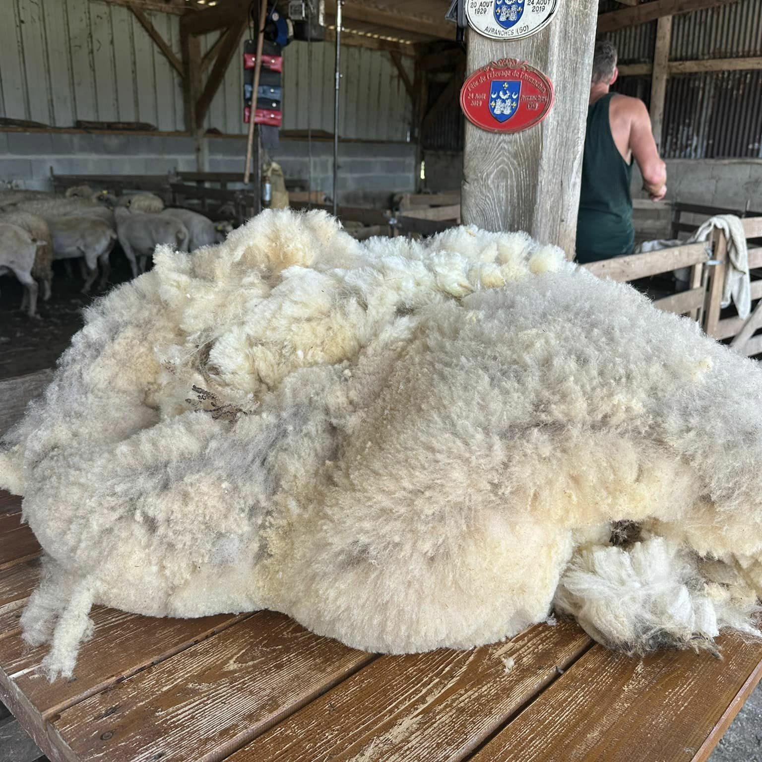 Laine de mouton sur une table en bois, avec des brebis au fond, dans un environnement de travail durable.