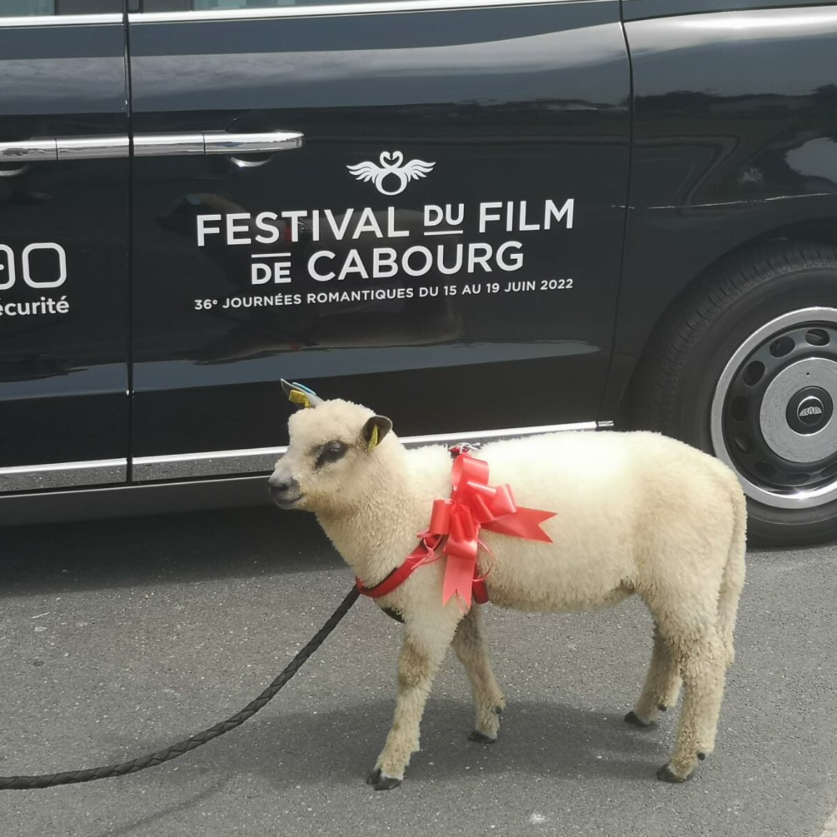 Un mouton décoré d'un ruban rouge se tient près d'une voiture aux couleurs du Festival du Film de Cabourg.