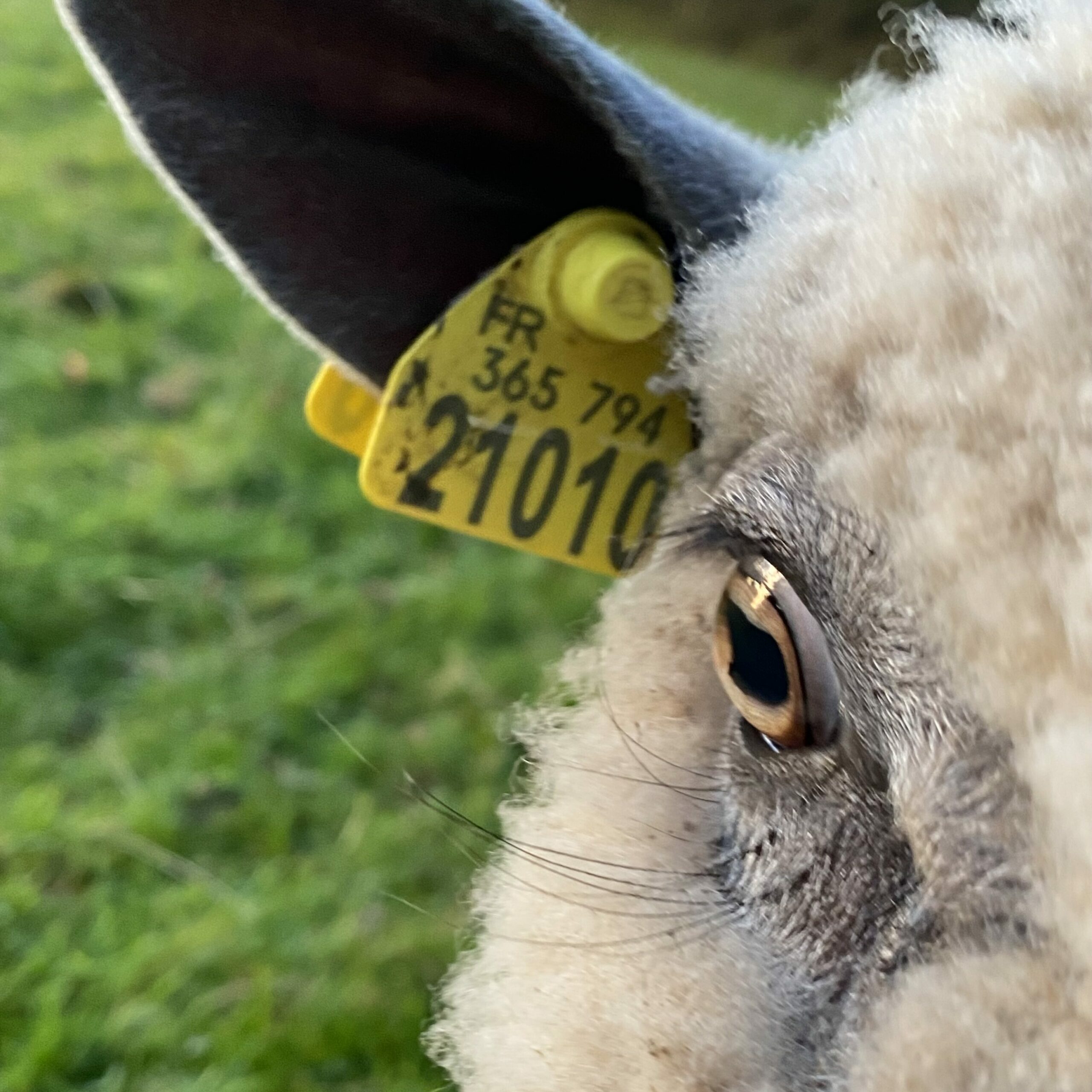 Mouton avec étiquette d'identification, mettant en avant l'élevage durable pour la production de laine.