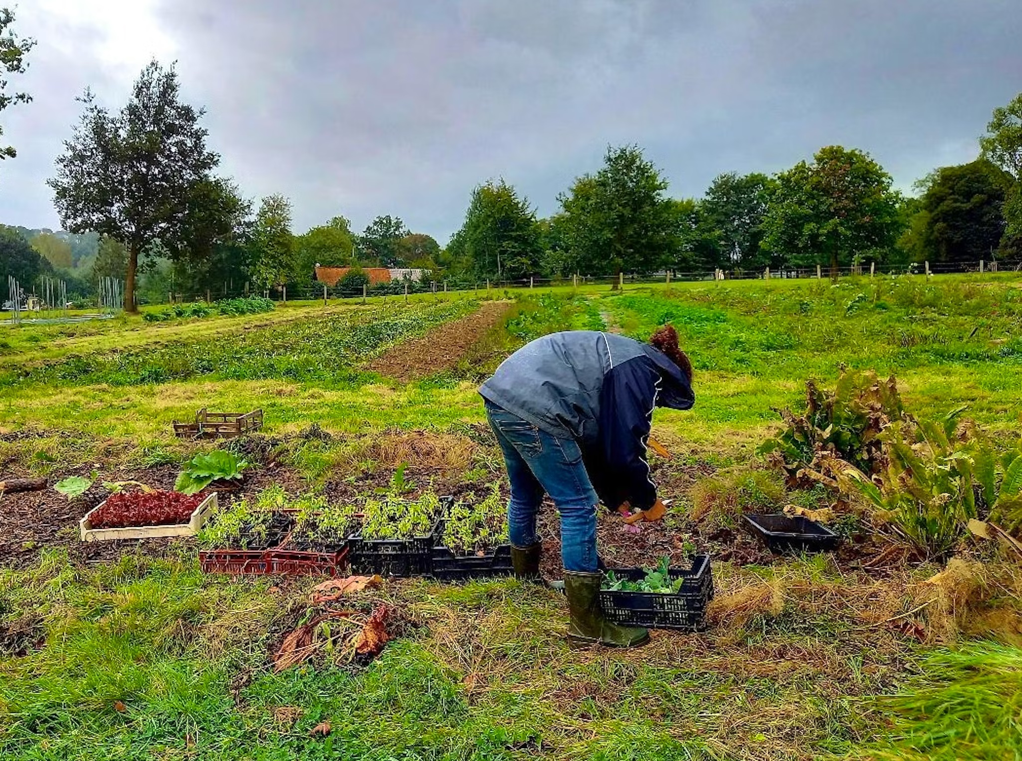 Femme en train de travailler dans un champ, entourée de plants en culture, soulignant une approche durable de l'agriculture.