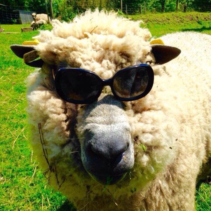 Mouton portant des lunettes de soleil, dans un champ verdoyant, représentant l'esprit ludique de l'entreprise "Laines sous les Pommiers".