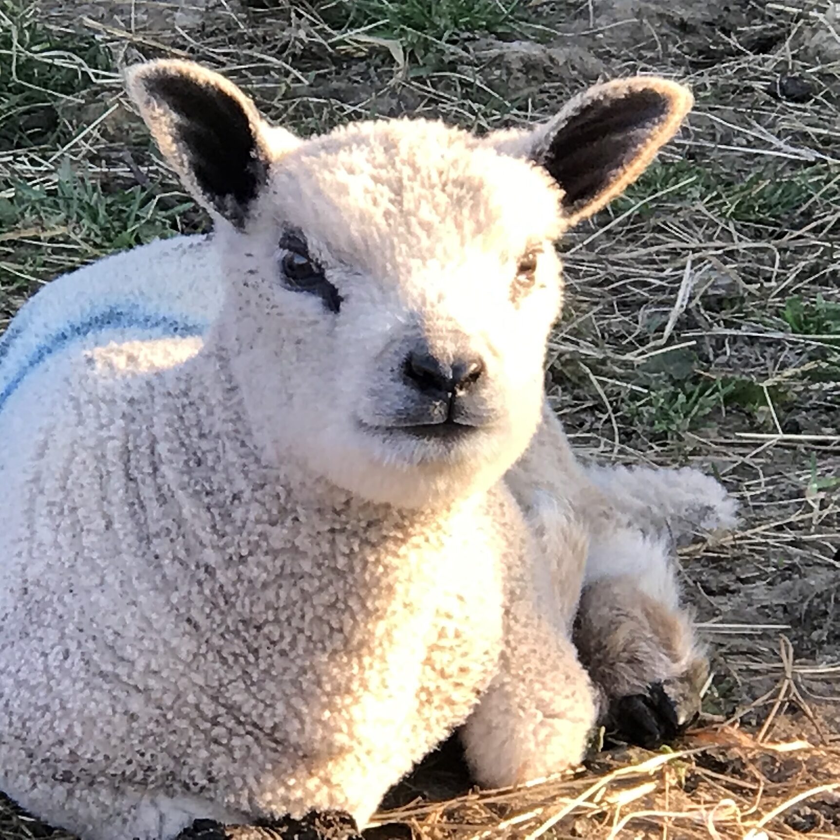 Un agneau allongé sur le sol, entouré de pâturage, représentant l'élevage durable de Laines sous les Pommiers.