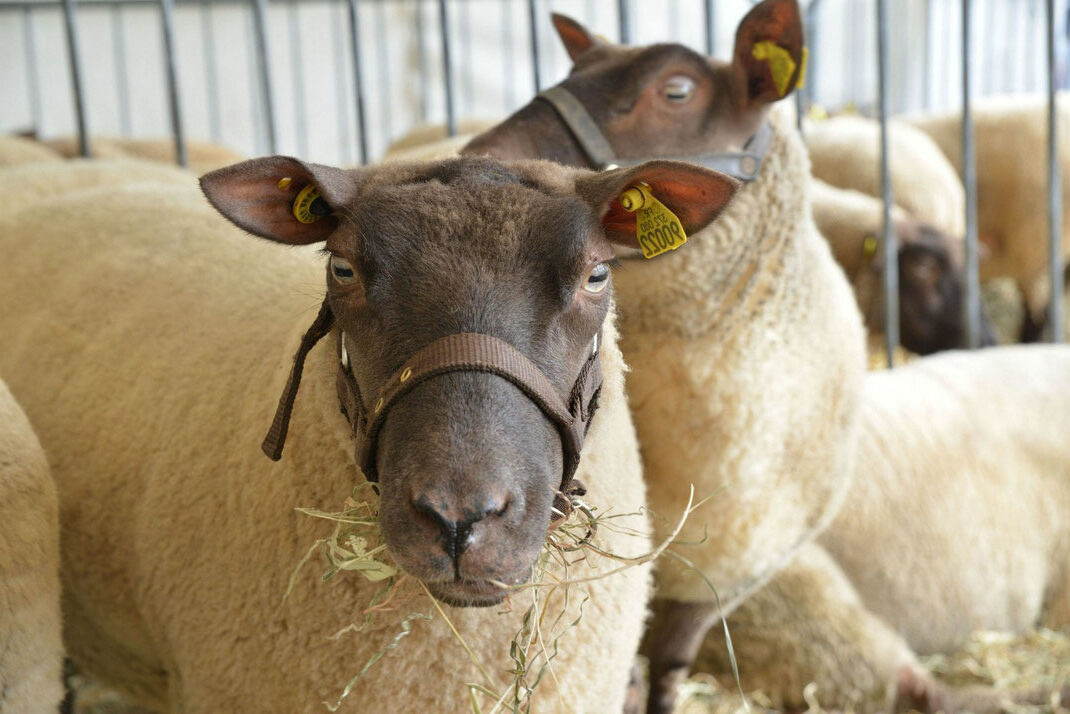 Moutons dans une étable, symbolisant la production durable de laine par l'entreprise "Laines sous les Pommiers".