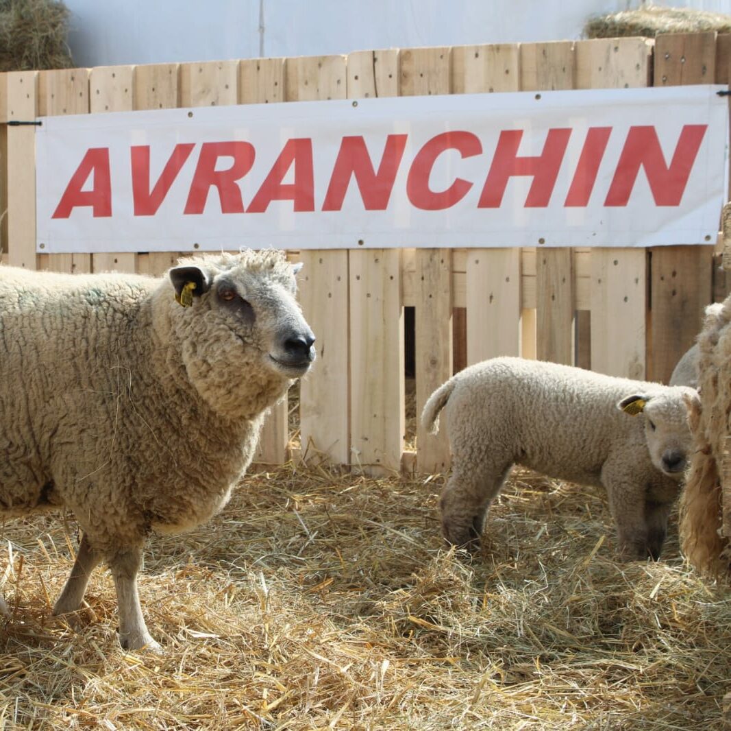 Moutons et agneaux dans un enclos, avec une pancarte "AVRANCHIN" en arrière-plan, symbolisant l'élevage durable.