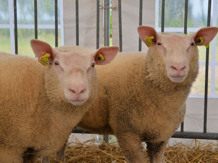 Deux moutons sur la paille, sous une tente, représentant l'entreprise Laines sous les Pommiers, axée sur la durabilité.