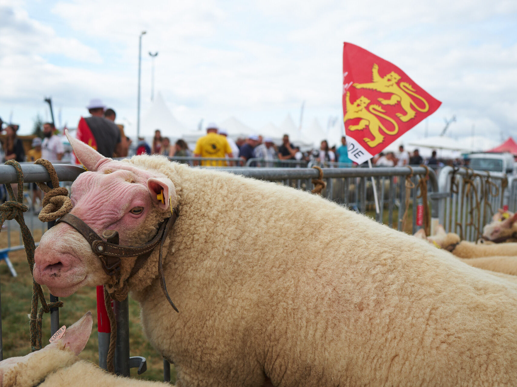 Mouton blanc avec un harnais, entouré de spectateurs et de drapeaux lors d'un événement rural.