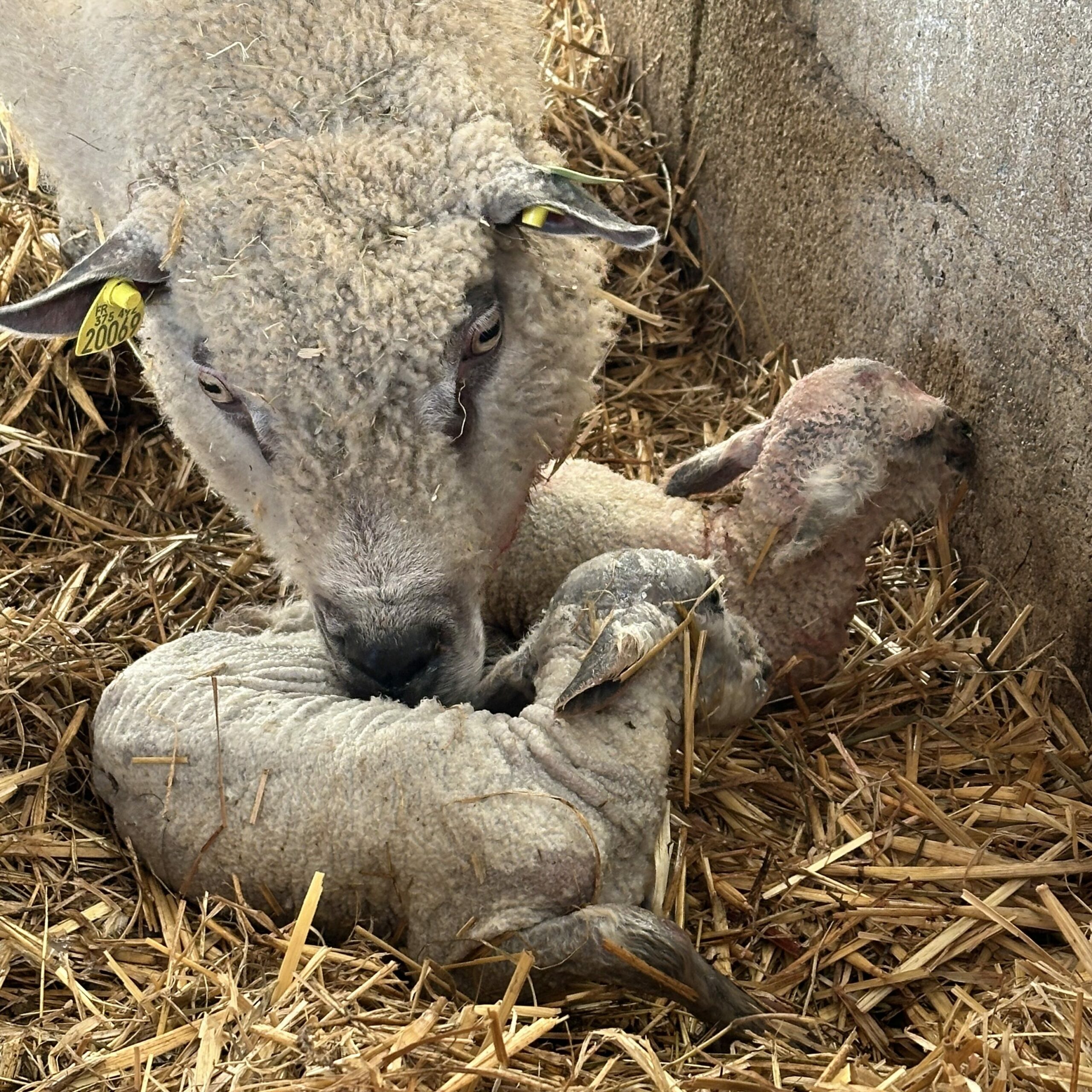 Moutons dans une étable, une mère veillant sur ses deux agneaux, entourés de paille.