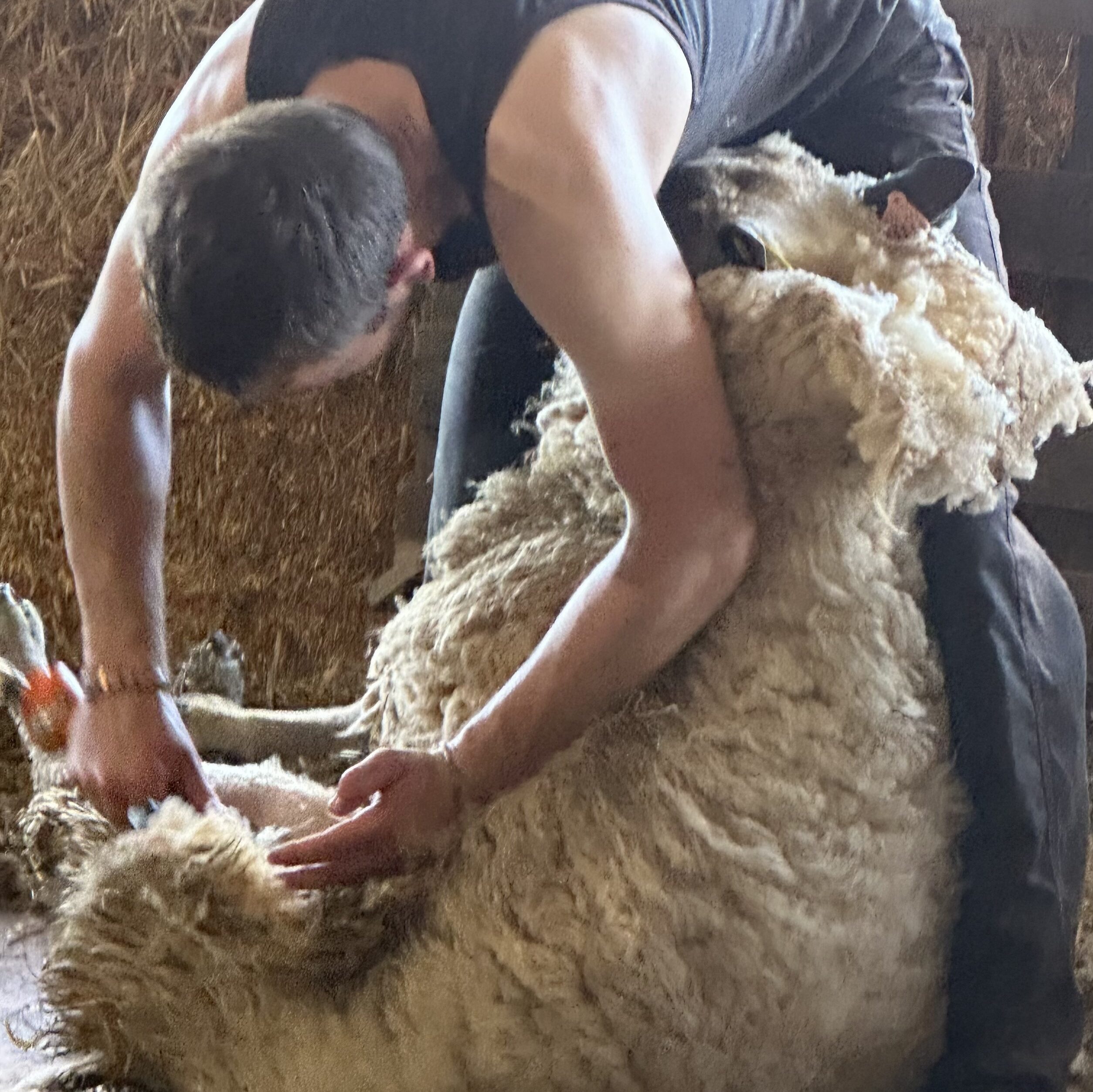 Un travailleur tond une brebis dans une ferme, mettant en avant la production durable de laine.