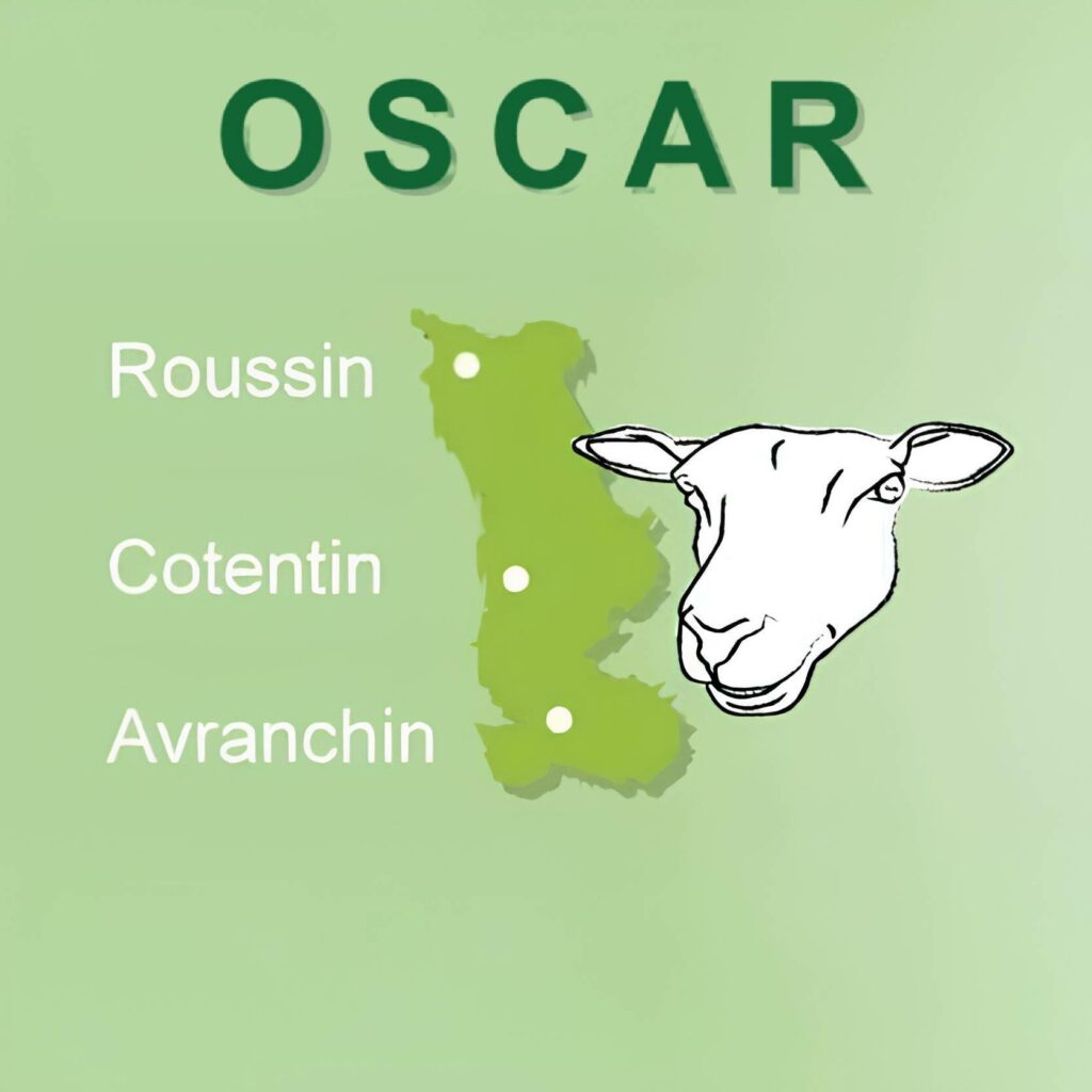 Carte des zones de production de la laine avec le visage d'un mouton et les régions Roussin, Cotentin et Avranchin.