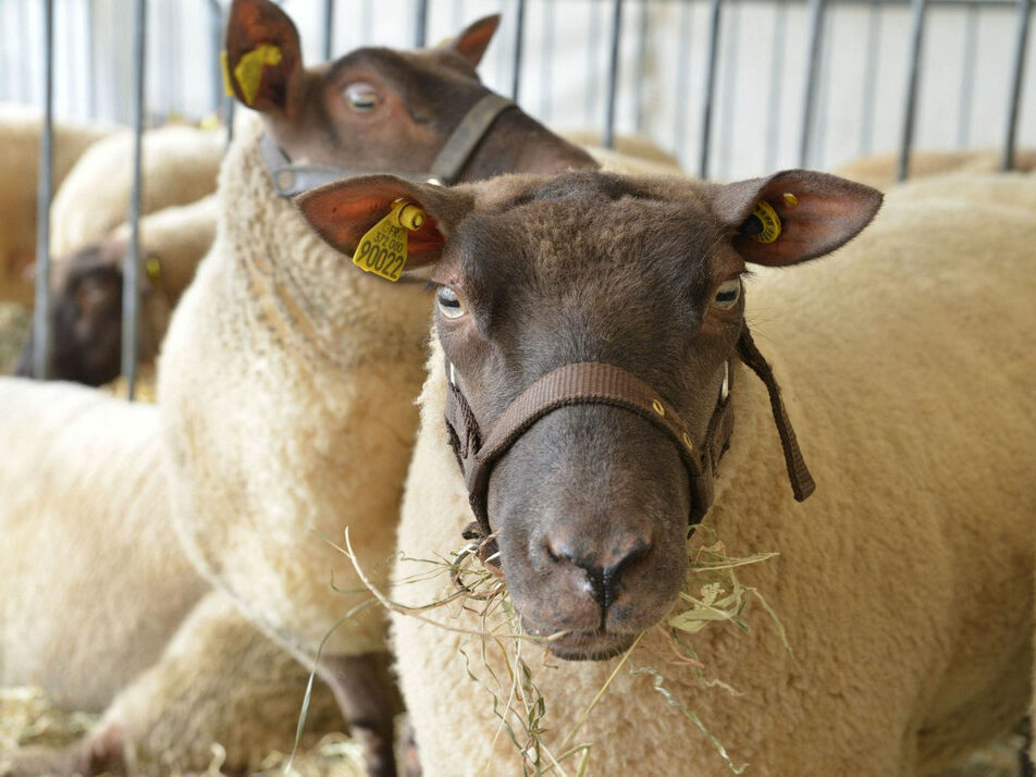 Moutons dans une étable, mettant en valeur la production durable de laine à l'entreprise "Laines sous les Pommiers".