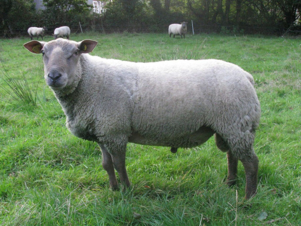 Mouton dans un pâturage, représentant la production durable de laine par l'entreprise "Laines sous les Pommiers".