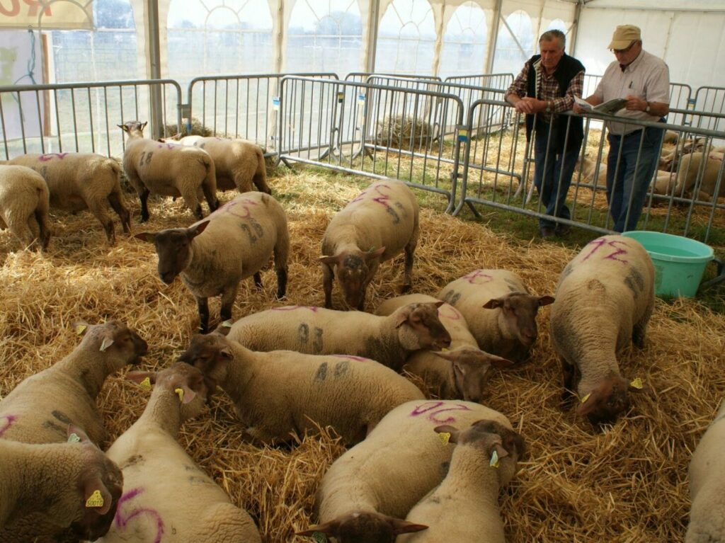 Moutons dans une bergerie, avec des éleveurs examinant la laine et la production durable de l'entreprise "Laines sous les Pommiers".