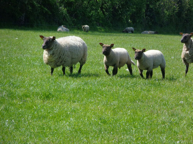 Moutons pâturant sur une herbe verdoyante, représentant l'élevage durable de laine chez Laines sous les Pommiers.