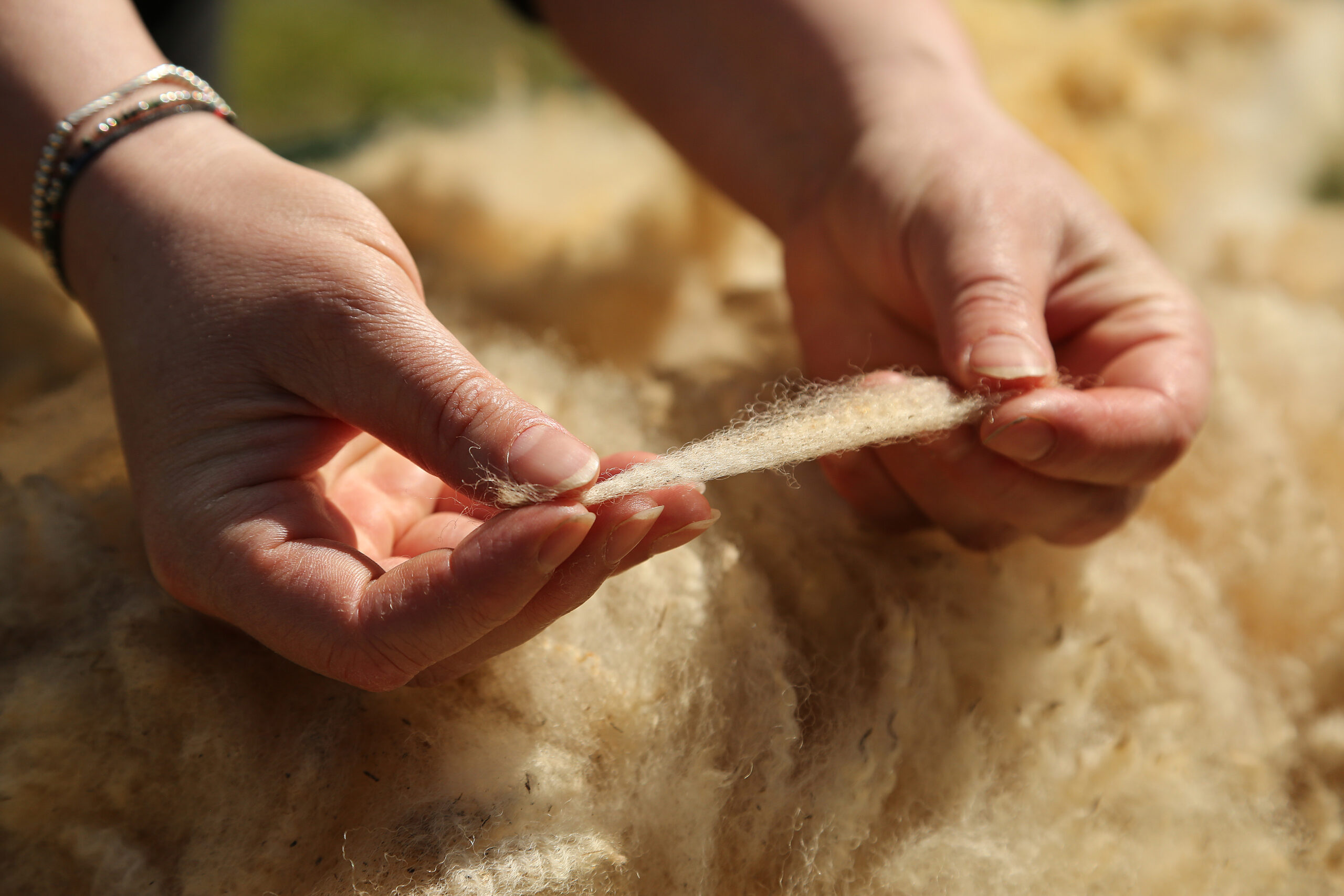 Saison de la tonte : au cœur de la laine normande