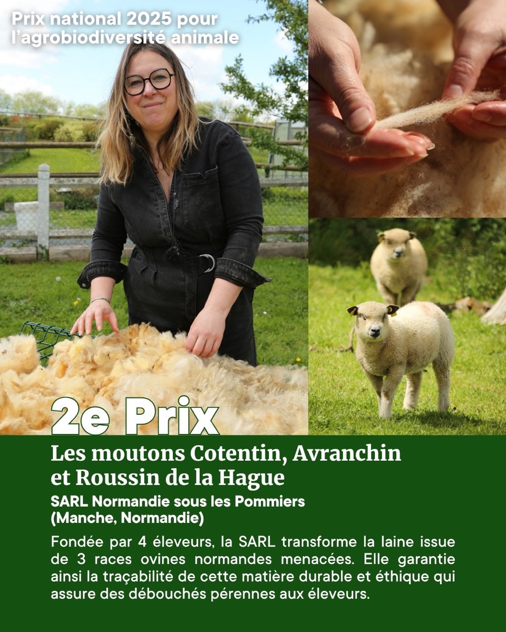 🏆 Laines sous les Pommiers, fièrement récompensée pour son engagement en faveur de la laine normande et des races locales