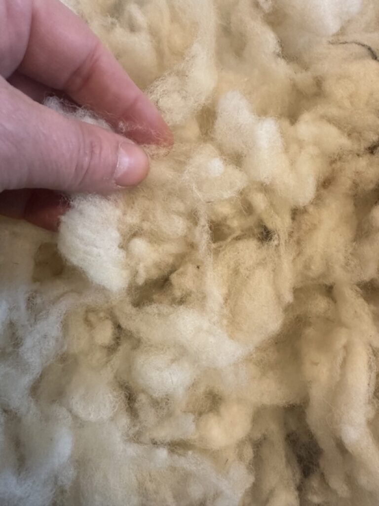 Laine en flocon de mouton, tactile et douce, présentée avec une main dessus, symbole d'artisanat local normand.