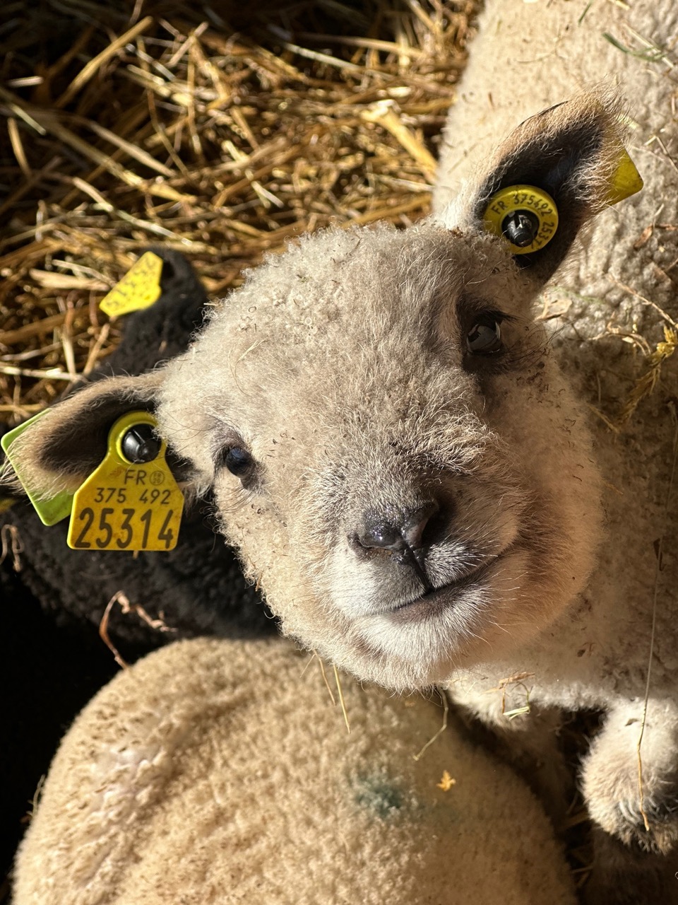 La saison des agnelages