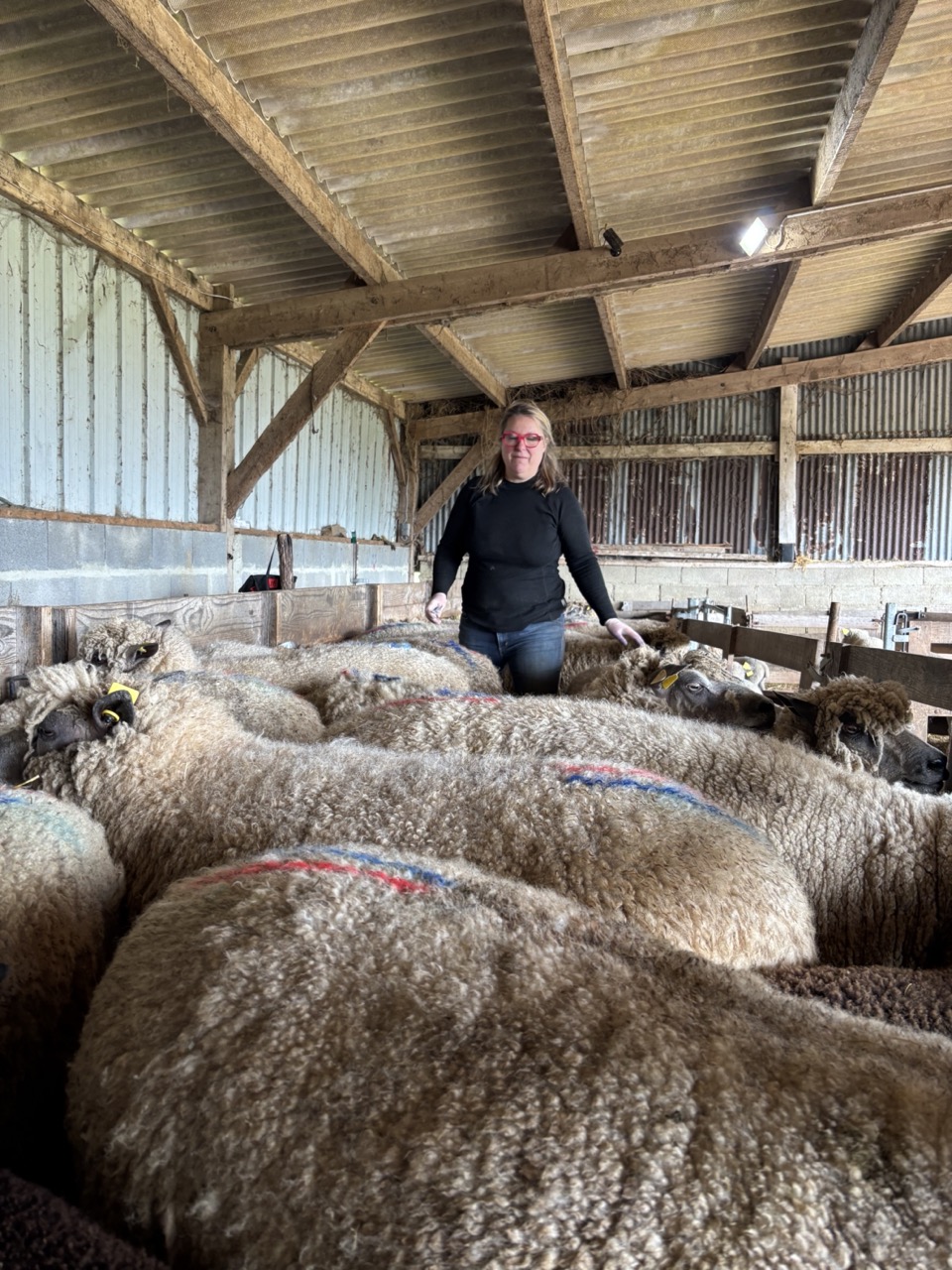 Vaccination FCO brebis : pourquoi je protège mon troupeau