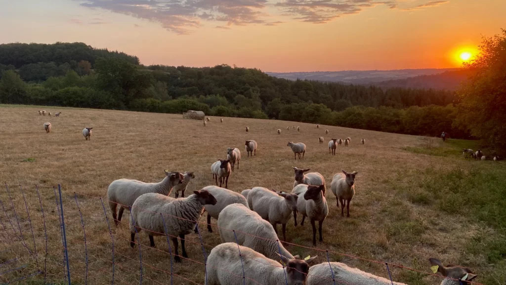 SCEA Ferme de Ronfil – Élevage Roussin à La Lande-Saint-Siméon