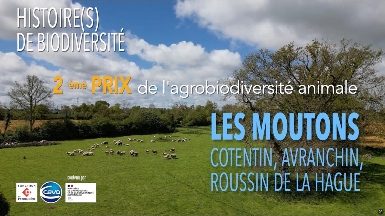 Cotentin, Avranchin et Roussin de la Hague : trois races normandes à l’honneur